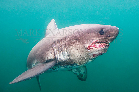 A salmon shark hunts the cold waters of Prince William Sound, Alaska
