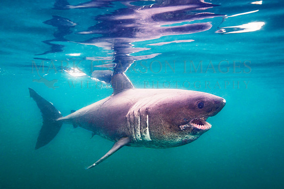 A salmon shark hunts the cold waters of Prince William Sound, Alaska