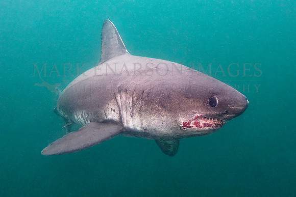 A salmon shark hunts the cold waters of Prince William Sound, Alaska