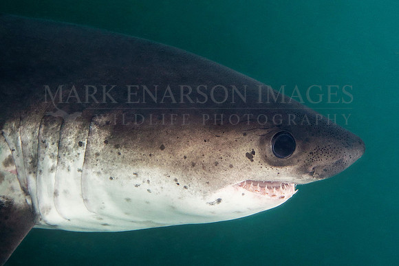 A salmon shark hunts the cold waters of Prince William Sound, Alaska