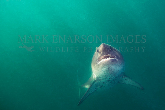 A salmon shark rises from the frigid depths on a sunny day at Prince William Sound, Alaska