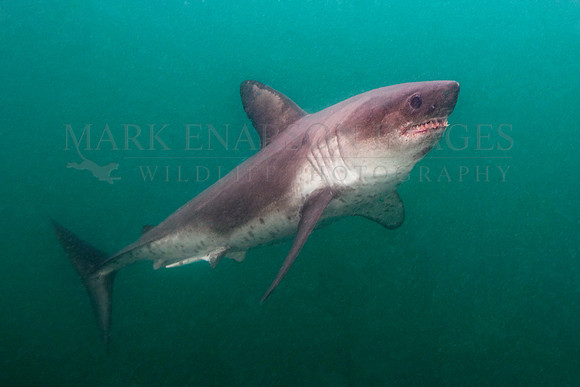 A salmon shark hunts the cold waters of Prince William Sound, Alaska