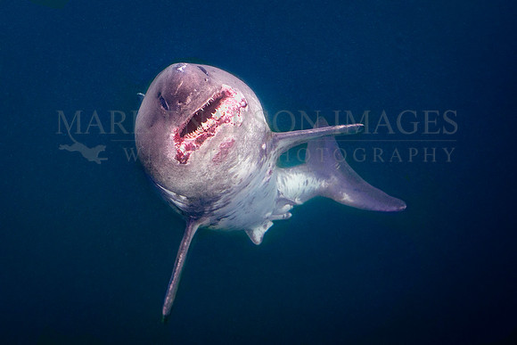 A salmon shark rises out of the frigid depths of Prince William Sound, Alaska
