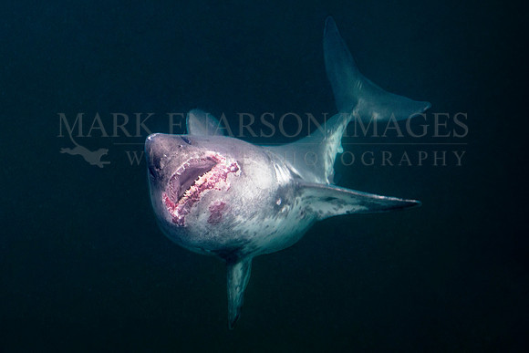 A salmon shark rises out of the frigid depths of Prince William Sound, Alaska