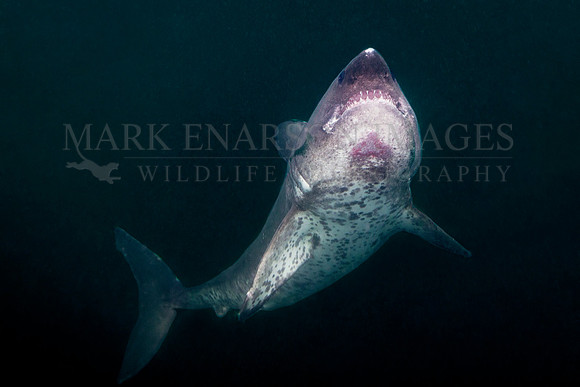 A salmon shark rises out of the frigid depths of Prince William Sound, Alaska