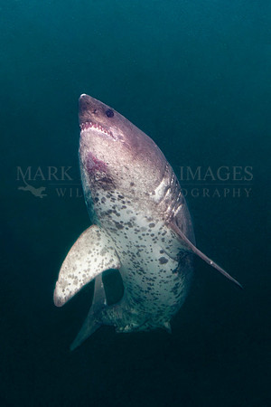 A salmon shark hunts the cold waters of Prince William Sound, Alaska