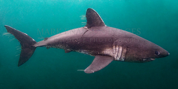 A salmon shark hunts the cold waters of Prince William Sound, Alaska