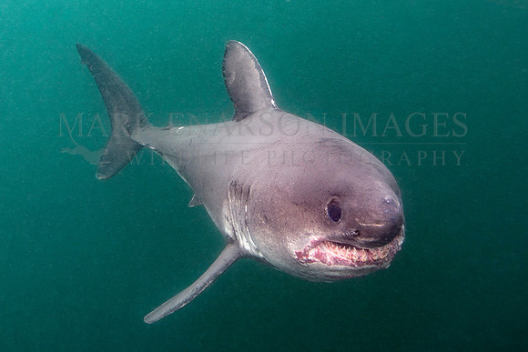 A salmon shark hunts the cold waters of Prince William Sound, Alaska