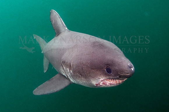 A salmon shark hunts the cold waters of Prince William Sound, Alaska