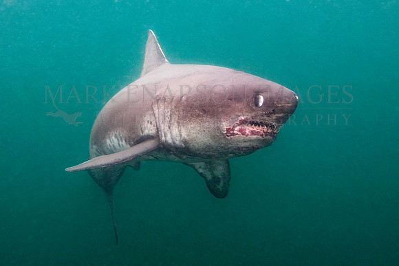 A salmon shark hunts the cold waters of Prince William Sound, Alaska