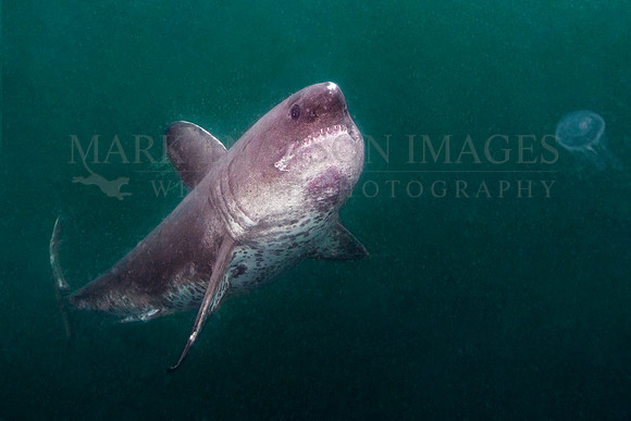 A salmon shark rises out of the frigid depths of Prince William Sound, Alaska