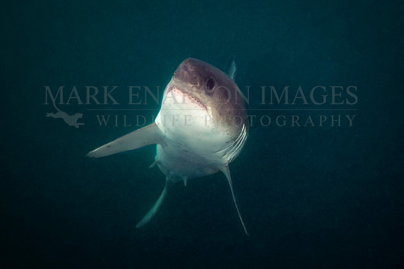 A salmon shark rises out of the frigid depths of Prince William Sound, Alaska
