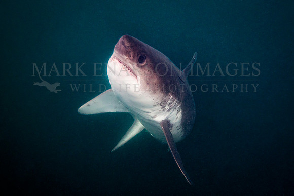 A salmon shark rises out of the frigid depths of Prince William Sound, Alaska