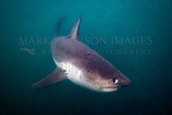 A salmon shark hunts the cold waters of Prince William Sound, Alaska