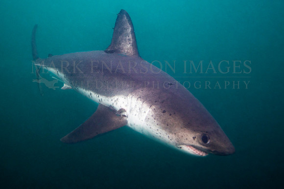 A salmon shark hunts the cold waters of Prince William Sound, Alaska
