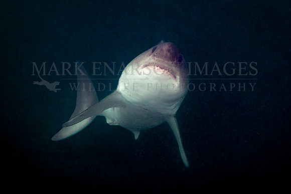 A salmon shark rises out of the frigid depths of Prince William Sound, Alaska