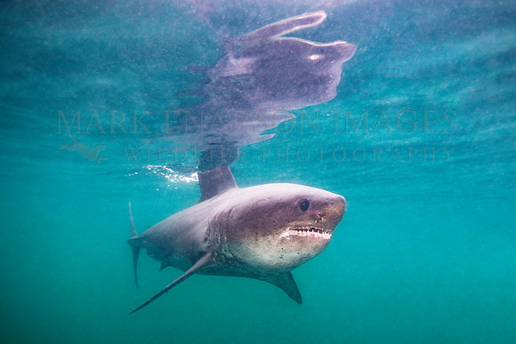 A salmon shark hunts the cold waters of Prince William Sound, Alaska