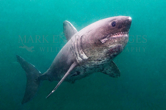 A salmon shark hunts the cold waters of Prince William Sound, Alaska
