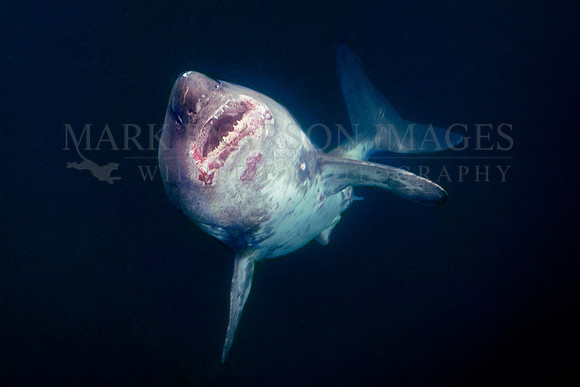A salmon shark rises out of the frigid depths of Prince William Sound, Alaska