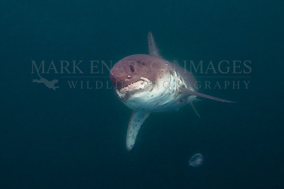 A salmon shark hunts the cold waters of Prince William Sound, Alaska