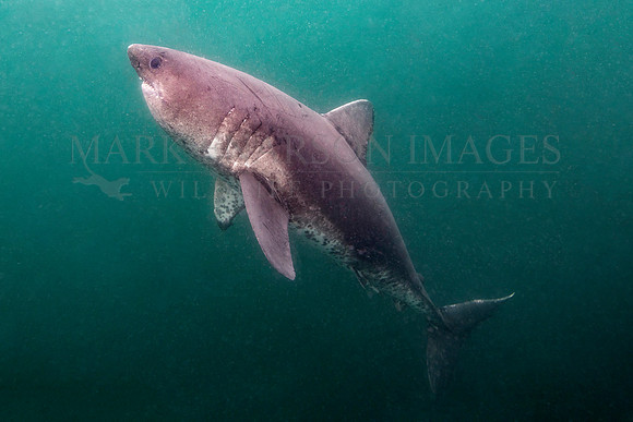 A salmon shark hunts the cold waters of Prince William Sound, Alaska