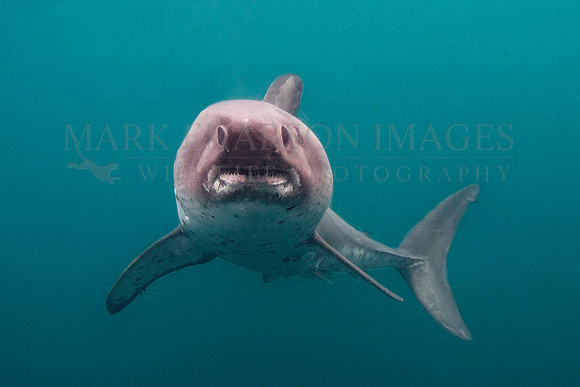 A salmon shark hunts the cold waters of Prince William Sound, Alaska