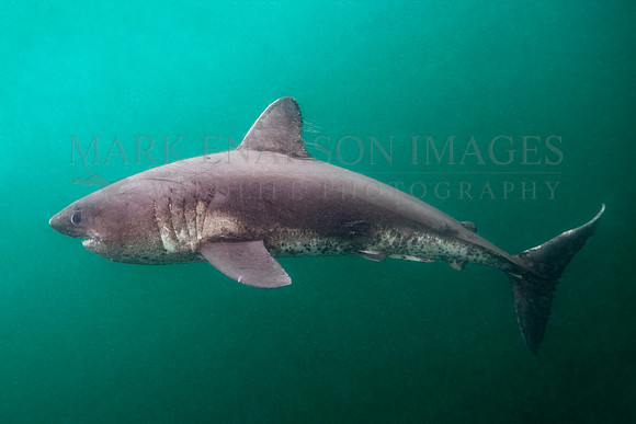 A salmon shark hunts the cold waters of Prince William Sound, Alaska