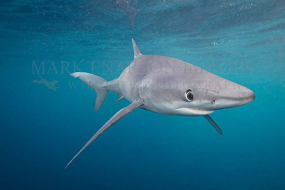A large blue shark hunts off of Cape Point, South Africa