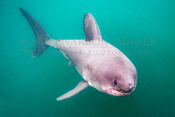 A salmon shark hunts the cold waters of Prince William Sound, Alaska