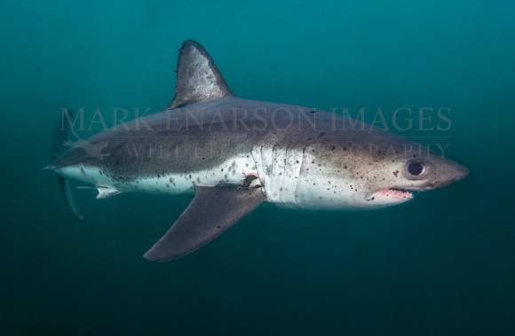 A salmon shark hunts the cold waters of Prince William Sound, Alaska