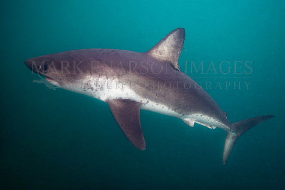 A salmon shark hunts the cold waters of Prince William Sound, Alaska