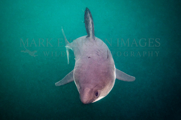 A salmon shark hunts the cold waters of Prince William Sound, Alaska