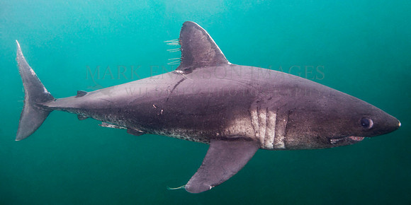 A salmon shark hunts the cold waters of Prince William Sound, Alaska
