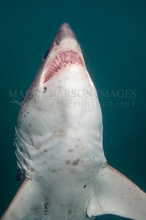 A salmon shark hunts the cold waters of Prince William Sound, Alaska