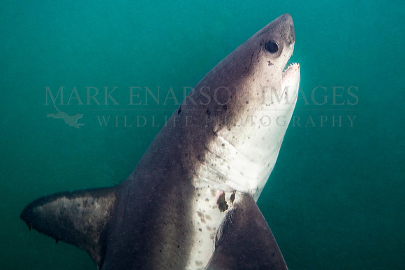 A salmon shark hunts the cold waters of Prince William Sound, Alaska