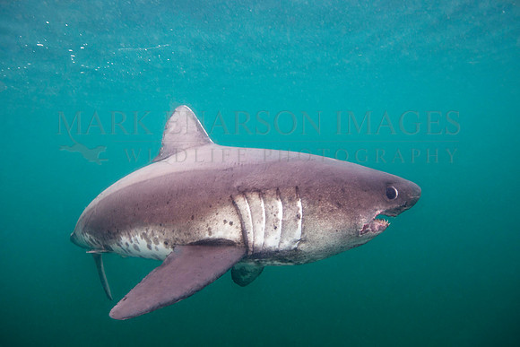 A salmon shark hunts the cold waters of Prince William Sound, Alaska