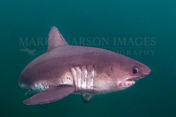 A salmon shark hunts the cold waters of Prince William Sound, Alaska
