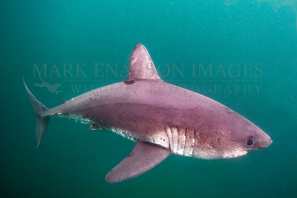 A salmon shark hunts the cold waters of Prince William Sound, Alaska