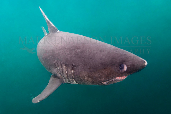 A salmon shark hunts the cold waters of Prince William Sound, Alaska
