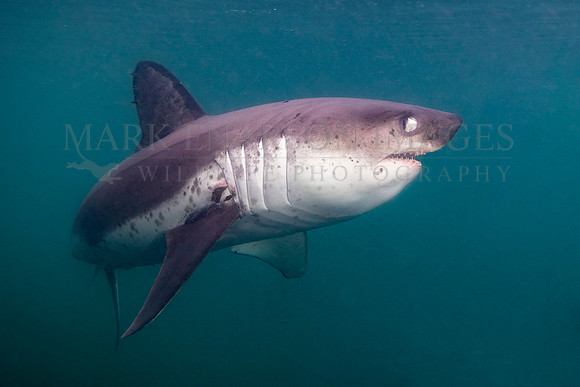 A salmon shark hunts the cold waters of Prince William Sound, Alaska