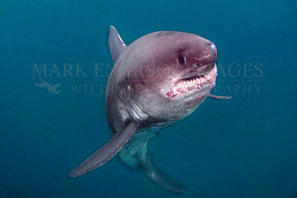 A salmon shark hunts the cold waters of Prince William Sound, Alaska