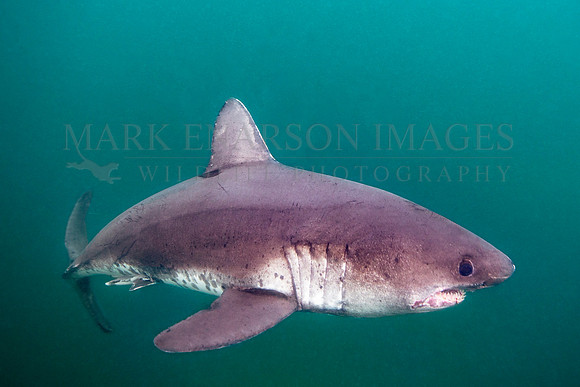 A salmon shark hunts the cold waters of Prince William Sound, Alaska