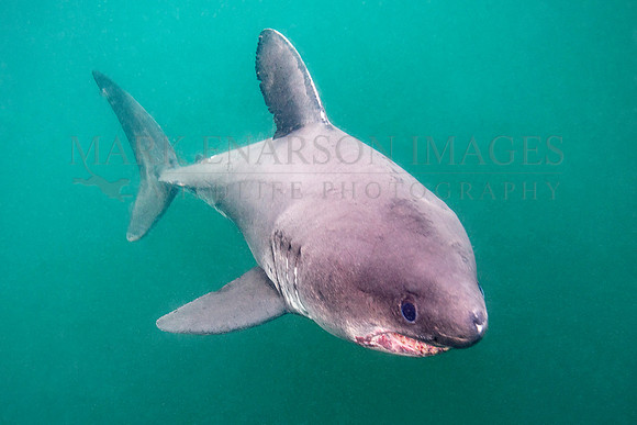 A salmon shark hunts the cold waters of Prince William Sound, Alaska