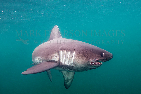 A salmon shark hunts the cold waters of Prince William Sound, Alaska