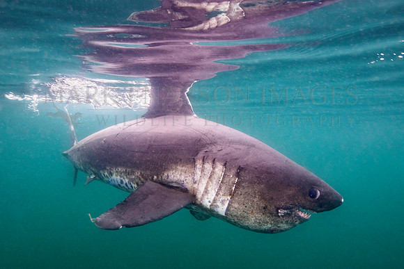 A salmon shark hunts the cold waters of Prince William Sound, Alaska