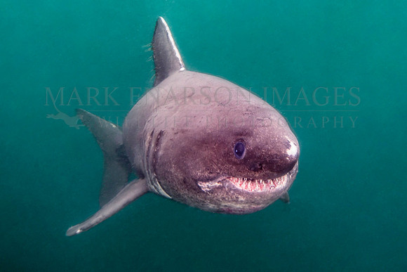 A salmon shark hunts the cold waters of Prince William Sound, Alaska