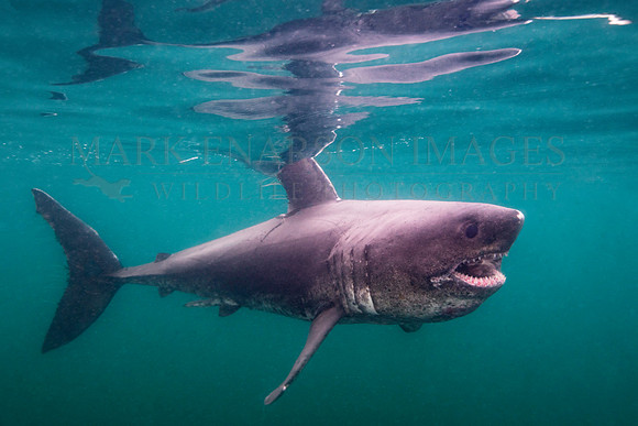 A salmon shark hunts the cold waters of Prince William Sound, Alaska