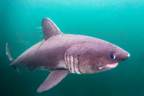 A salmon shark hunts the cold waters of Prince William Sound, Alaska
