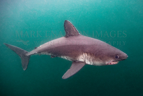A salmon shark hunts the cold waters of Prince William Sound, Alaska