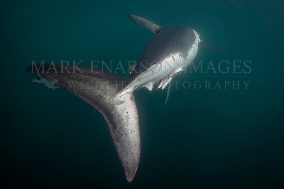 Details of a salmon shark's tail as it swims away in the cold, dark water at Prince William Sound, Alaska